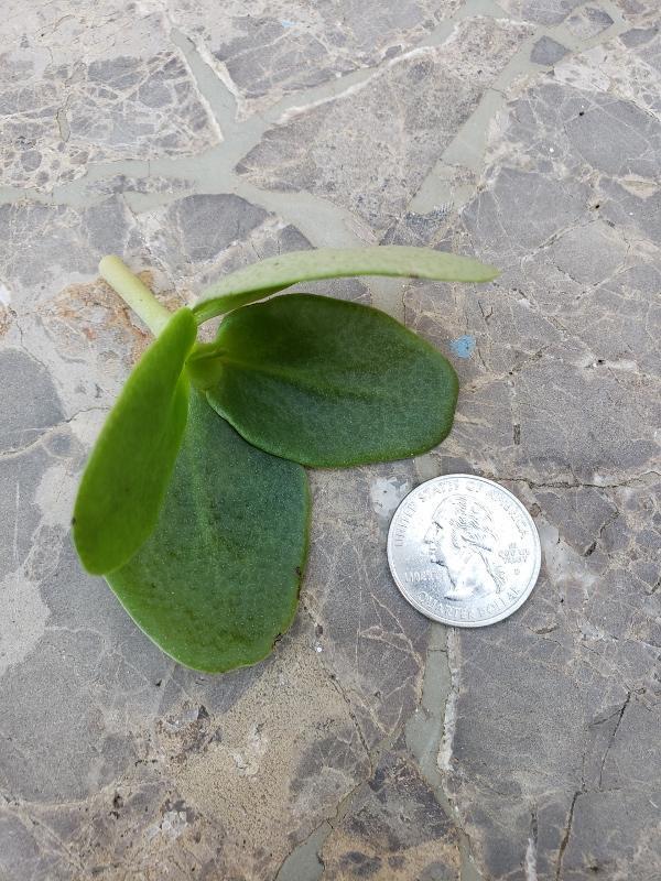 CUTTINGS Specific Succulent Species - 10 Count-Succulent - Cutting-The Succulent Source