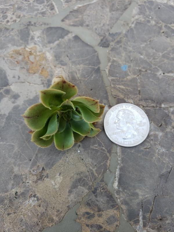 CUTTINGS Specific Succulent Species - 10 Count-Succulent - Cutting-The Succulent Source