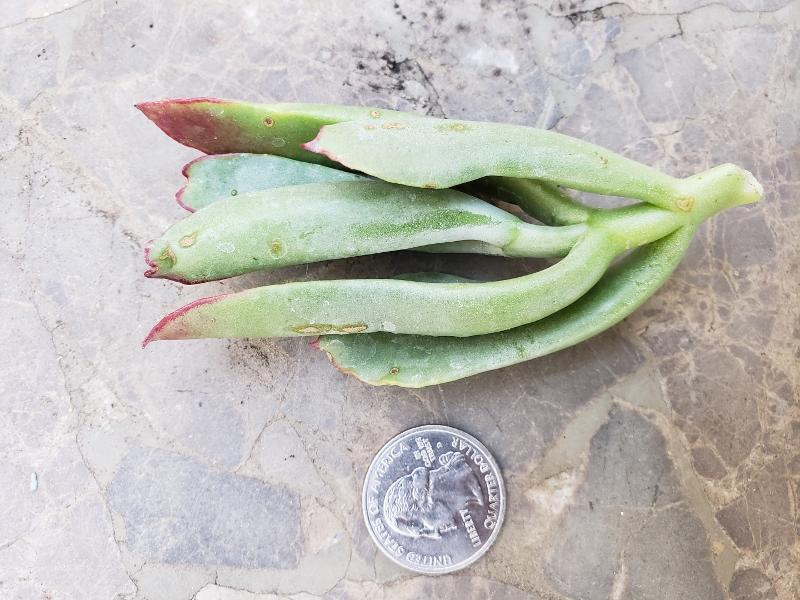 CUTTINGS Specific Succulent Species - 10 Count-Succulent - Cutting-The Succulent Source