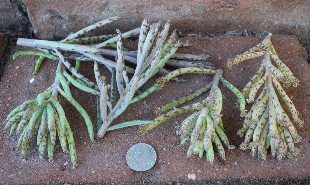 CUTTINGS by Specific Species - 10 Count bulk wholesale succulent prices at the succulent source - 5