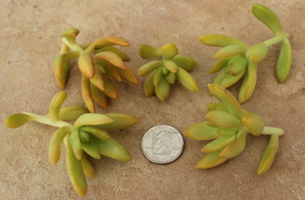 CUTTINGS by Specific Species - 10 Count bulk wholesale succulent prices at the succulent source - 9