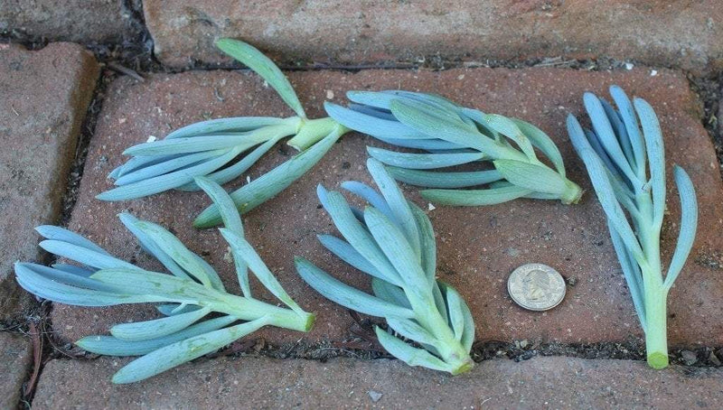 CUTTINGS by Specific Species - 10 Count bulk wholesale succulent prices at the succulent source - 10