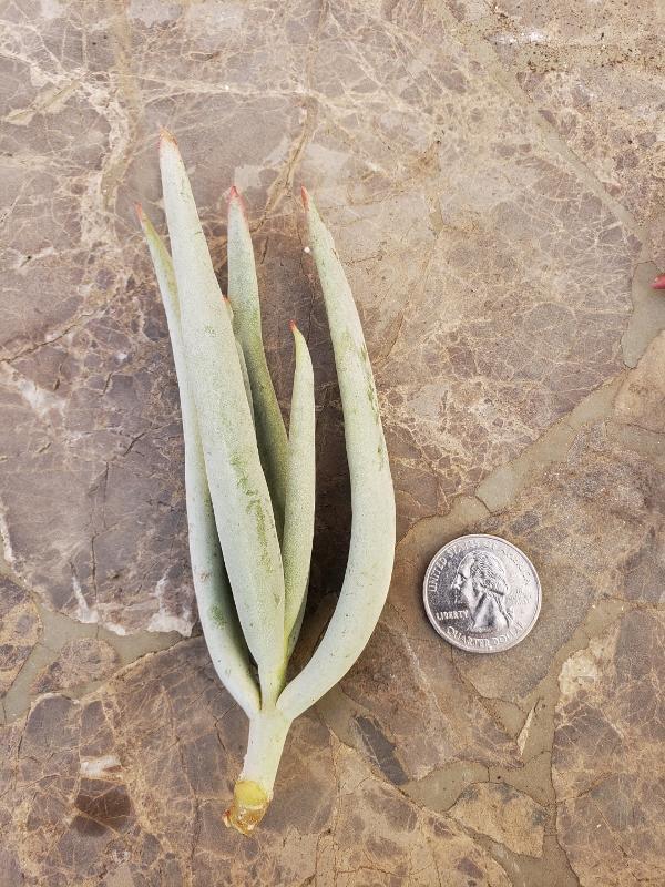 lady finger succulent propagation CUTTINGS Specific Succulent Species