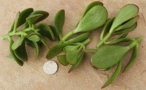 CUTTINGS by Specific Species - 10 Count bulk wholesale succulent prices at the succulent source - 4