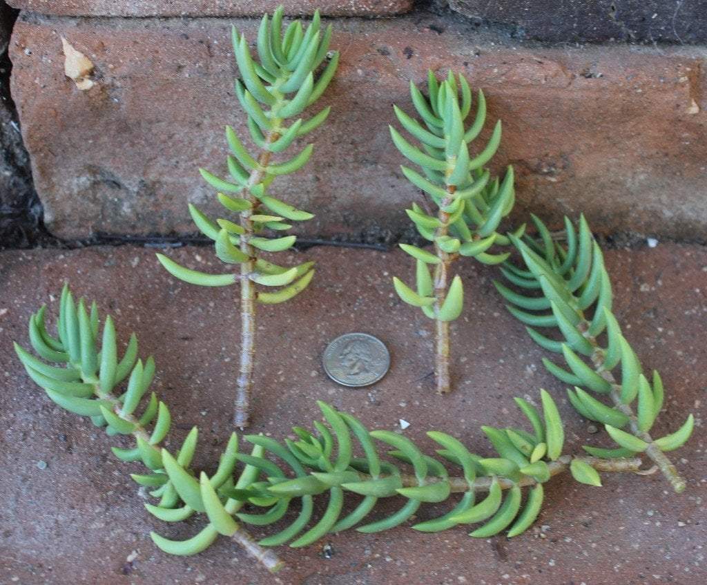 succulent source CUTTINGS Specific Succulent Species