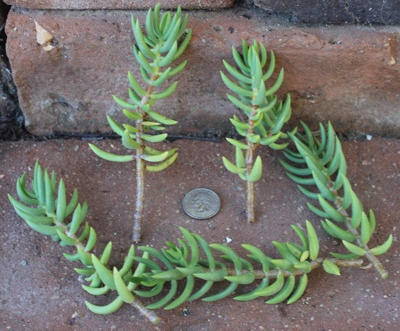 CUTTINGS by Specific Species - 10 Count bulk wholesale succulent prices at the succulent source - 2