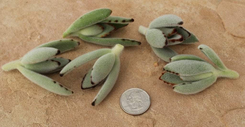 CUTTINGS by Specific Species - 10 Count bulk wholesale succulent prices at the succulent source - 7