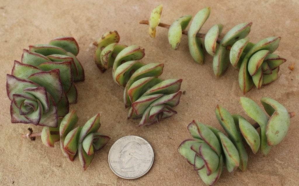succulent source CUTTINGS Specific Succulent Species - 10 Count Crassula perforata