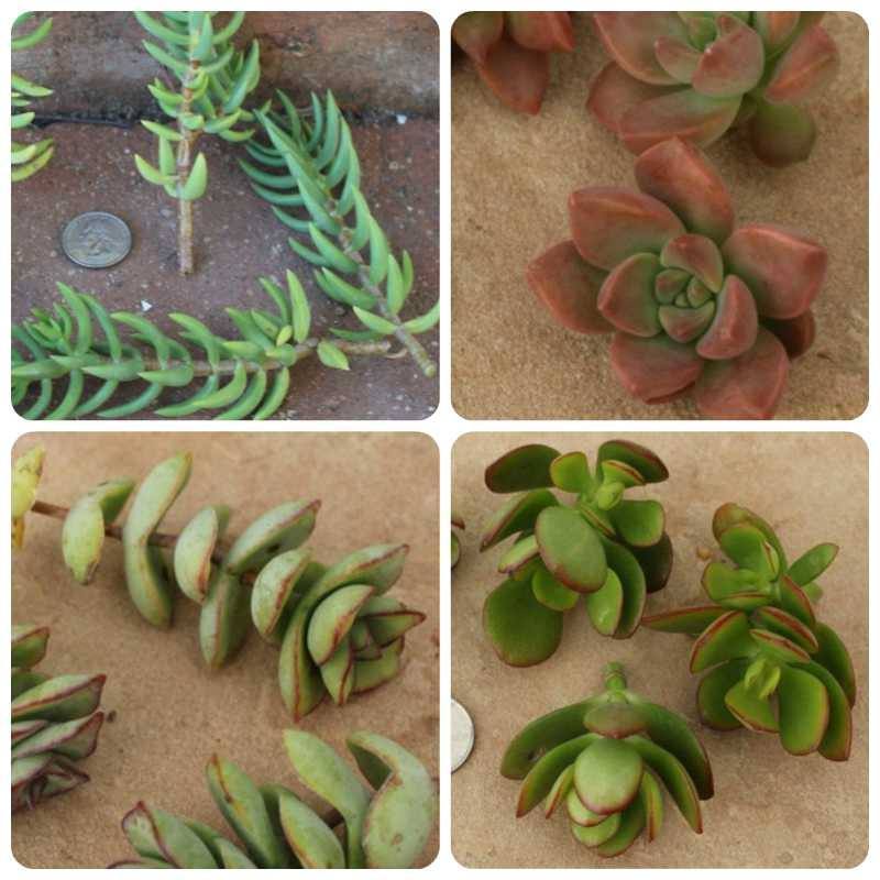 CUTTINGS by Specific Species - 10 Count bulk wholesale succulent prices at the succulent source - 1