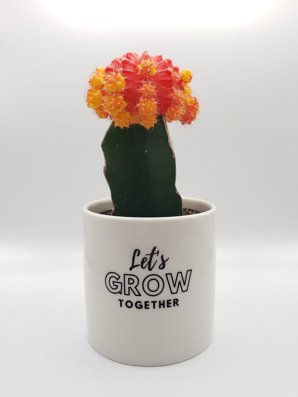 Ceramic Gift-Succulent - Corporate-The Succulent Source