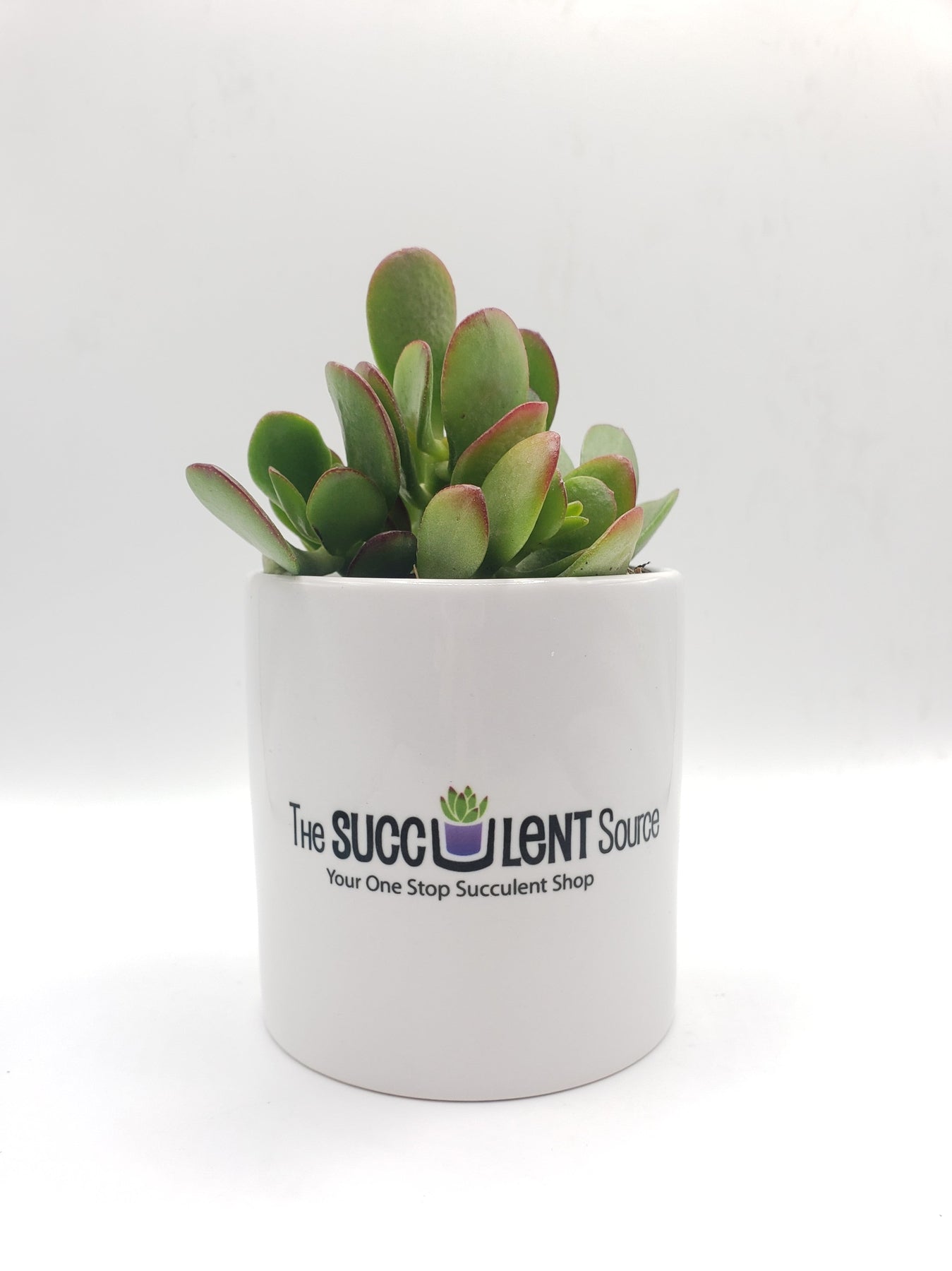 Ceramic Gift-Succulent - Corporate-The Succulent Source