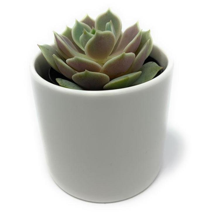 Ceramic Gift-Succulent - Gift-The Succulent Source