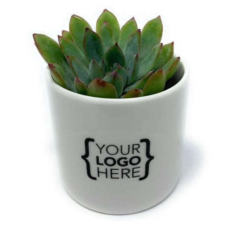 Ceramic Gift-Succulent - Gift-The Succulent Source