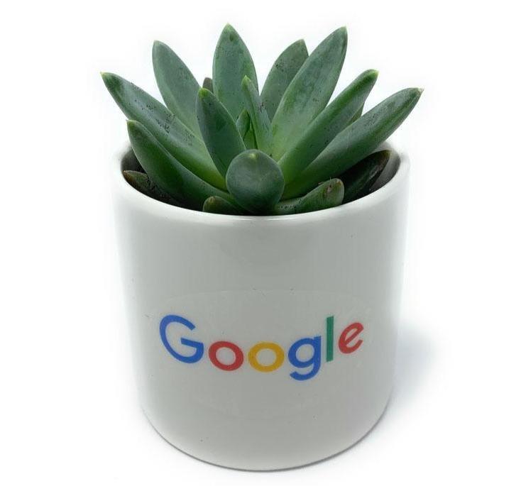 Ceramic Gift-Succulent - Gift-The Succulent Source