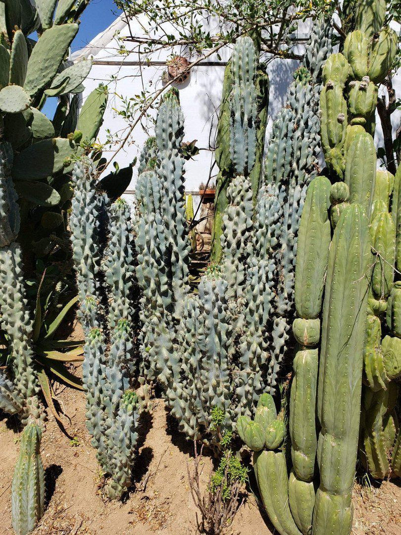 Cereus Peruvianus & Monstrose aka Peruvian Apple Ornamental Cactus Cuttings-Cactus - Cutting-The Succulent Source