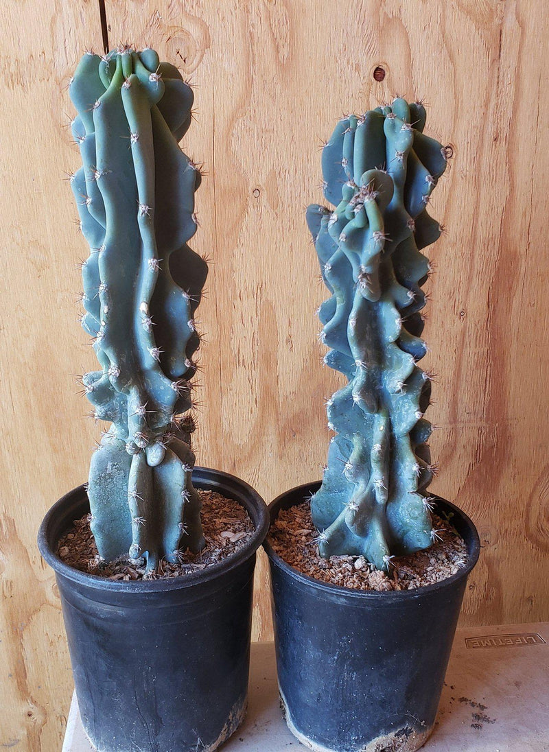 Cereus Peruvianus & Monstrose aka Peruvian Apple Ornamental Cactus Potted & Cuttings-Cactus - Cutting-The Succulent Source