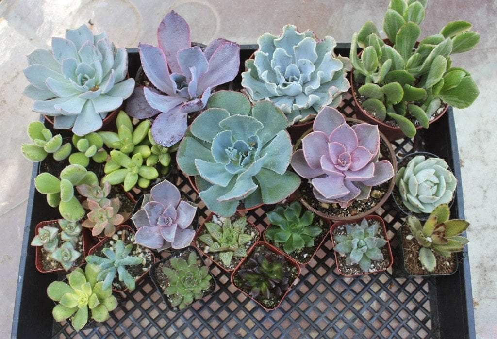 Collection - 20 Different Succulents-Succulent - Medium-The Succulent Source