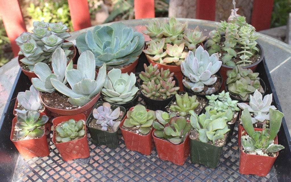 different type of succulent Collection