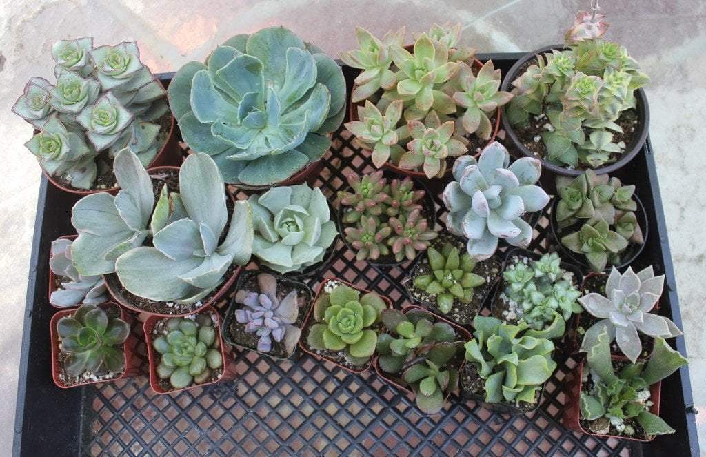 Collection - 20 Different Succulents-Succulent - Medium-The Succulent Source