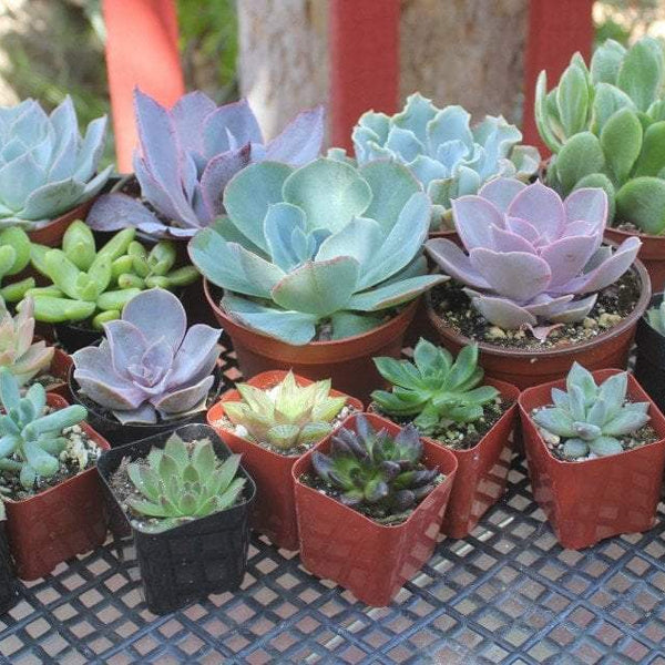 different type of succulent Collection