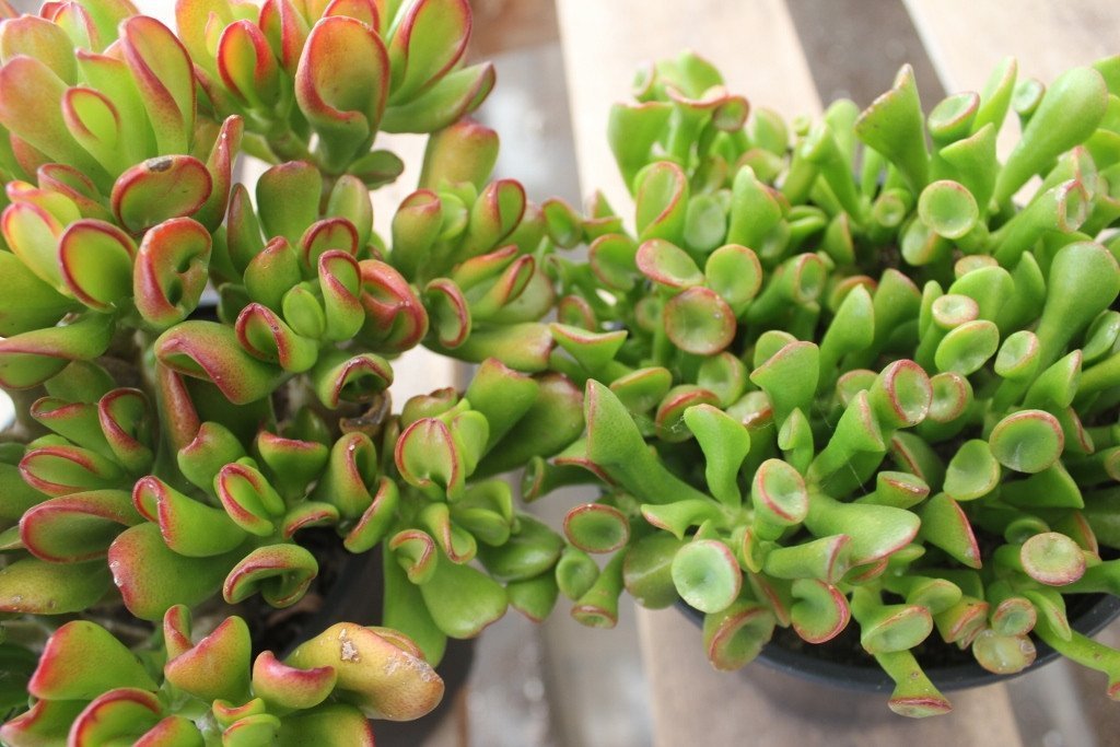 Collection of 3 Jade types in their own 1 gallon plastic container