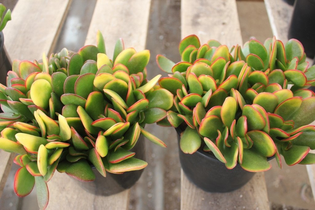 jade plant collection Collection of 3 Jade types in their own 1 gallon plastic container