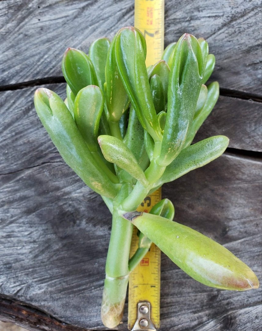 Jade type Cuttings and Potted by Blaise-Succulent - Cutting-The Succulent Source