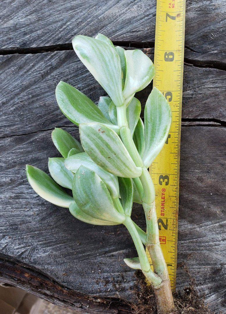 Jade type Cuttings and Potted by Blaise-Succulent - Cutting-The Succulent Source