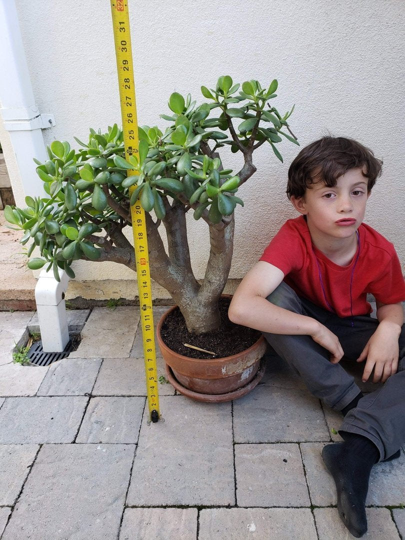 Jade type Cuttings and Potted by Blaise-Succulent - Cutting-The Succulent Source