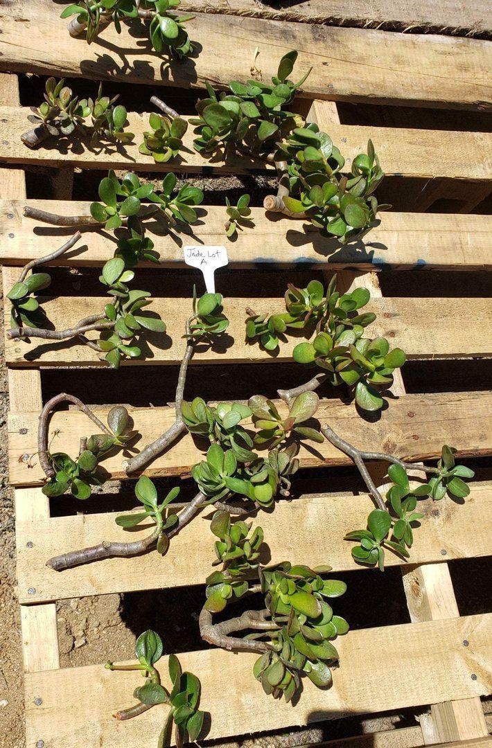 Jade type Cuttings and Potted by Blaise-Succulent - Cutting-The Succulent Source