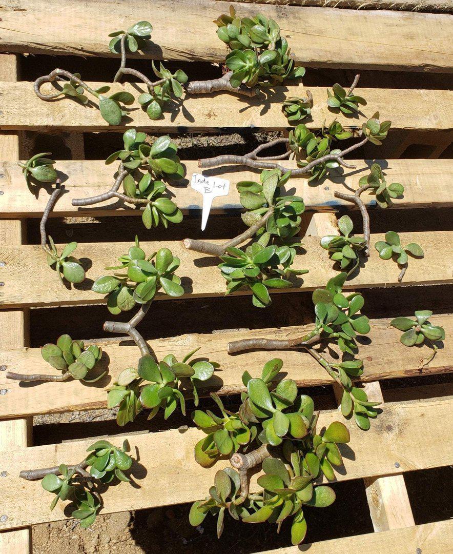 Jade type Cuttings and Potted by Blaise-Succulent - Cutting-The Succulent Source