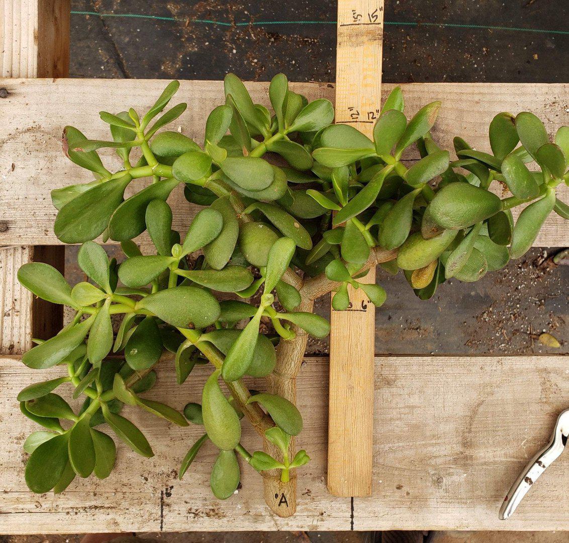Jade type Cuttings and Potted by Blaise-Succulent - Cutting-The Succulent Source