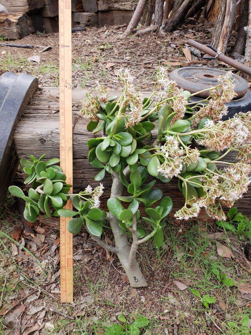 Jade type Cuttings and Potted by Blaise-Succulent - Cutting-The Succulent Source