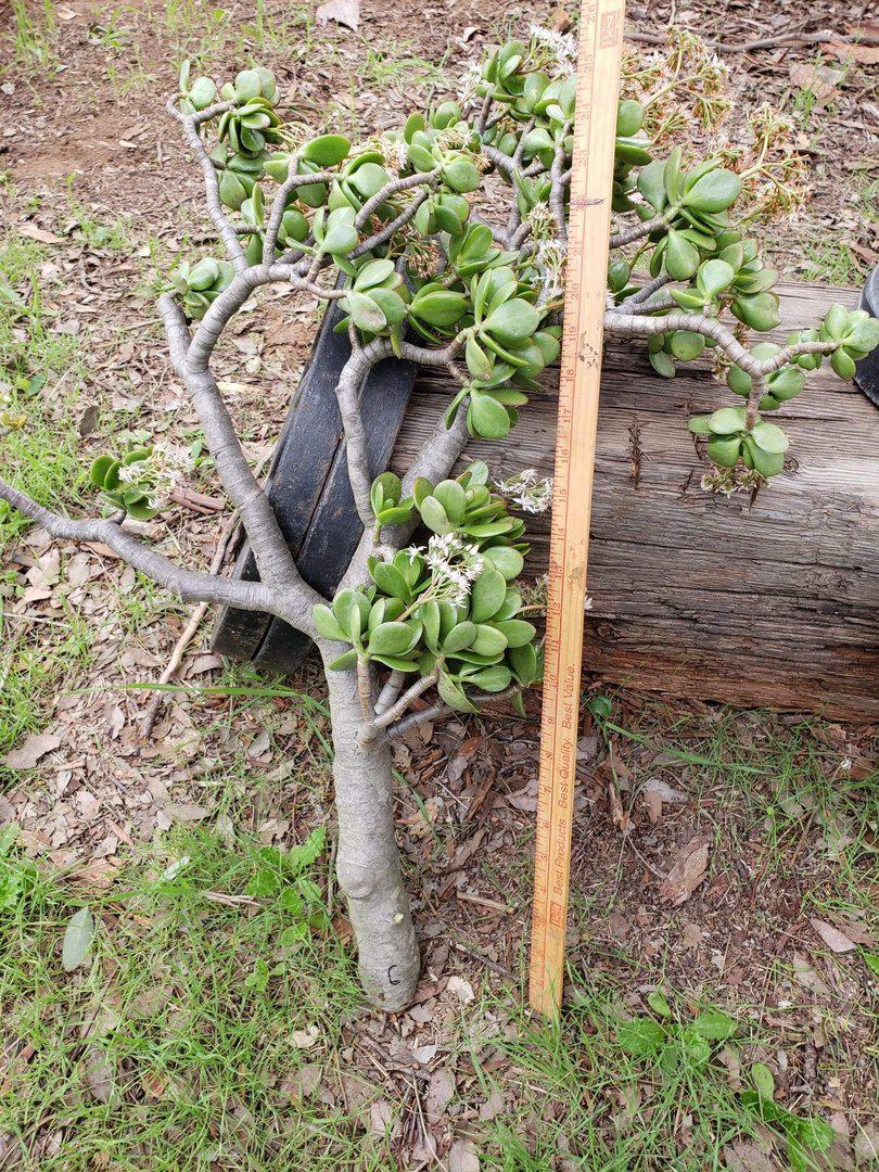 Jade type Cuttings and Potted by Blaise-Succulent - Cutting-The Succulent Source