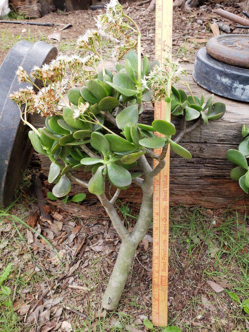 Jade type Cuttings and Potted by Blaise-Succulent - Cutting-The Succulent Source