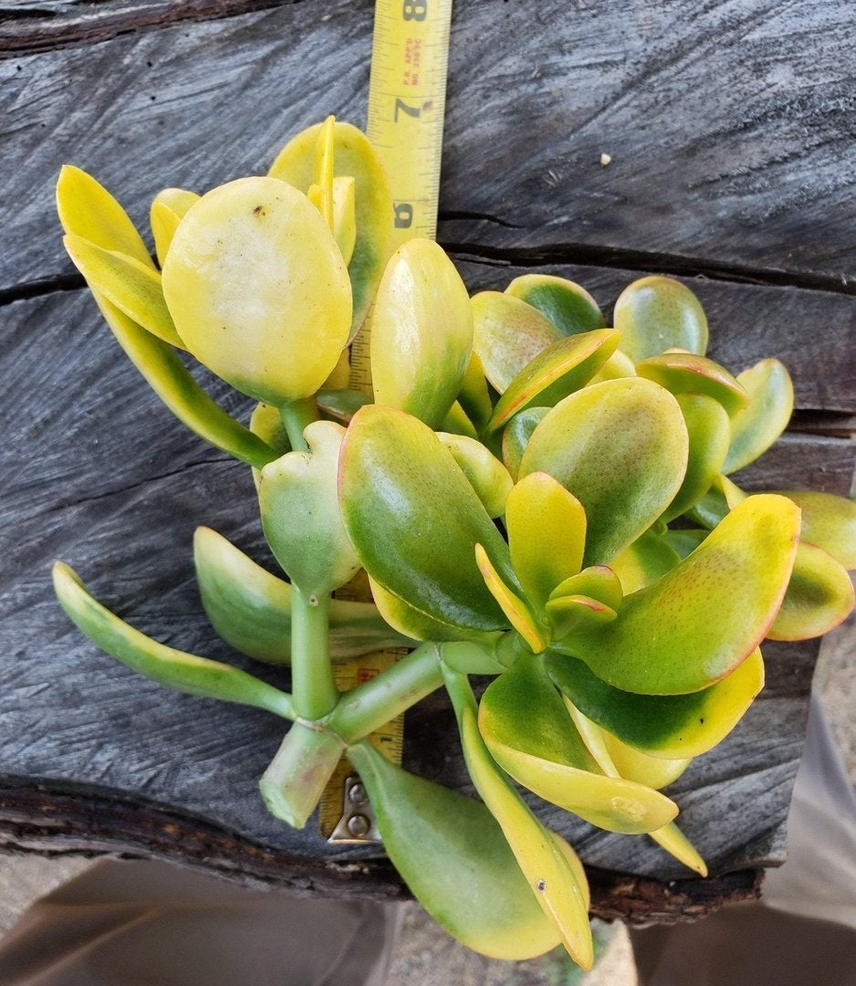 extra large jade plant Crassula Jade type Cuttings and Potted by Blaise Jade 6" Cut