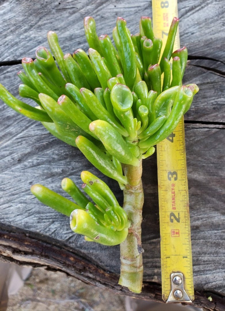 Jade type Cuttings and Potted by Blaise-Succulent - Cutting-The Succulent Source