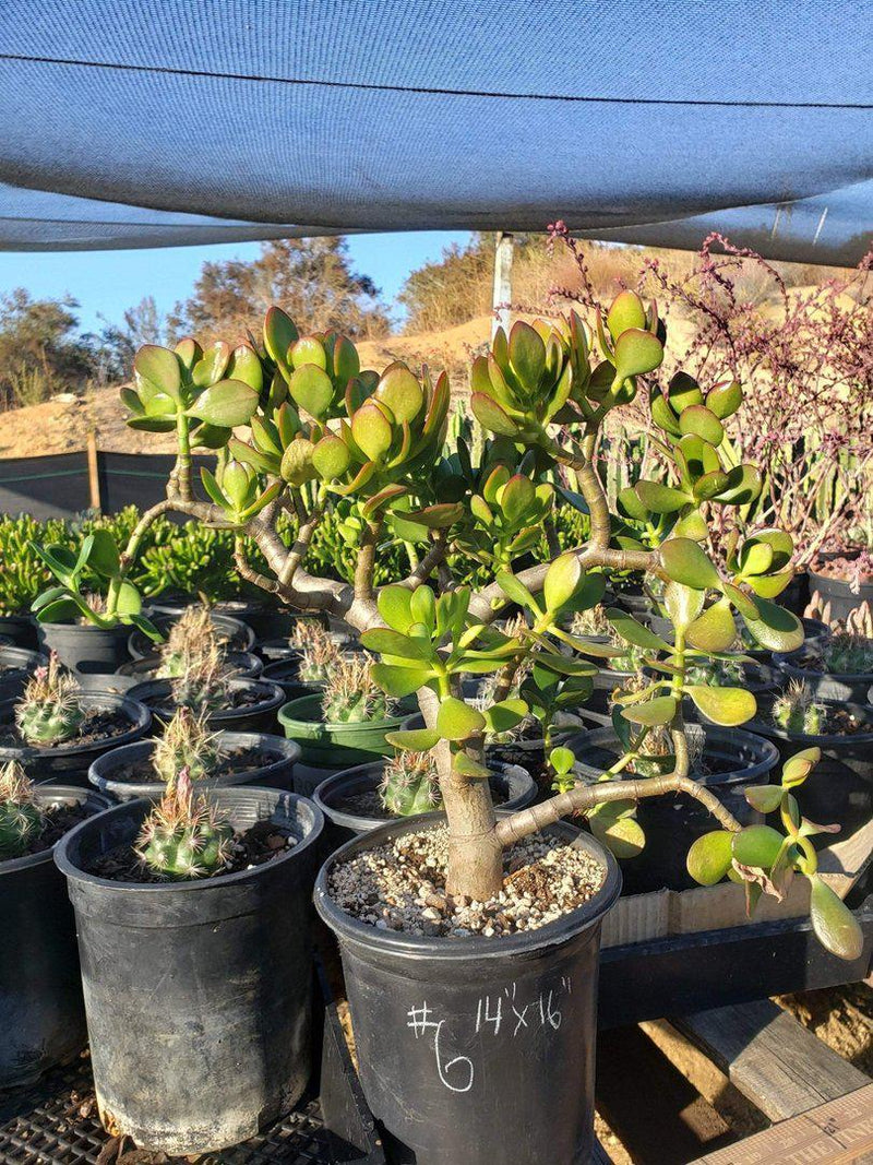 Jade type Cuttings and Potted by Blaise-Succulent - Cutting-The Succulent Source