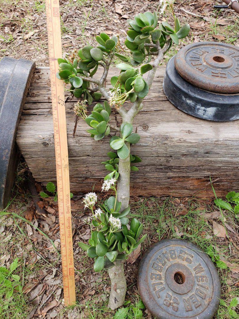 overgrown jade plant Crassula Jade type Cuttings and Potted by Blaise