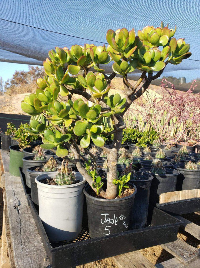 Jade type Cuttings and Potted by Blaise-Succulent - Cutting-The Succulent Source