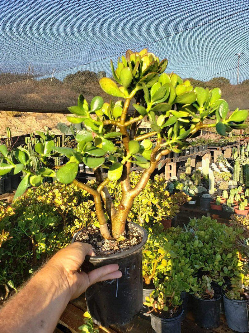 Jade type Cuttings and Potted by Blaise-Succulent - Cutting-The Succulent Source