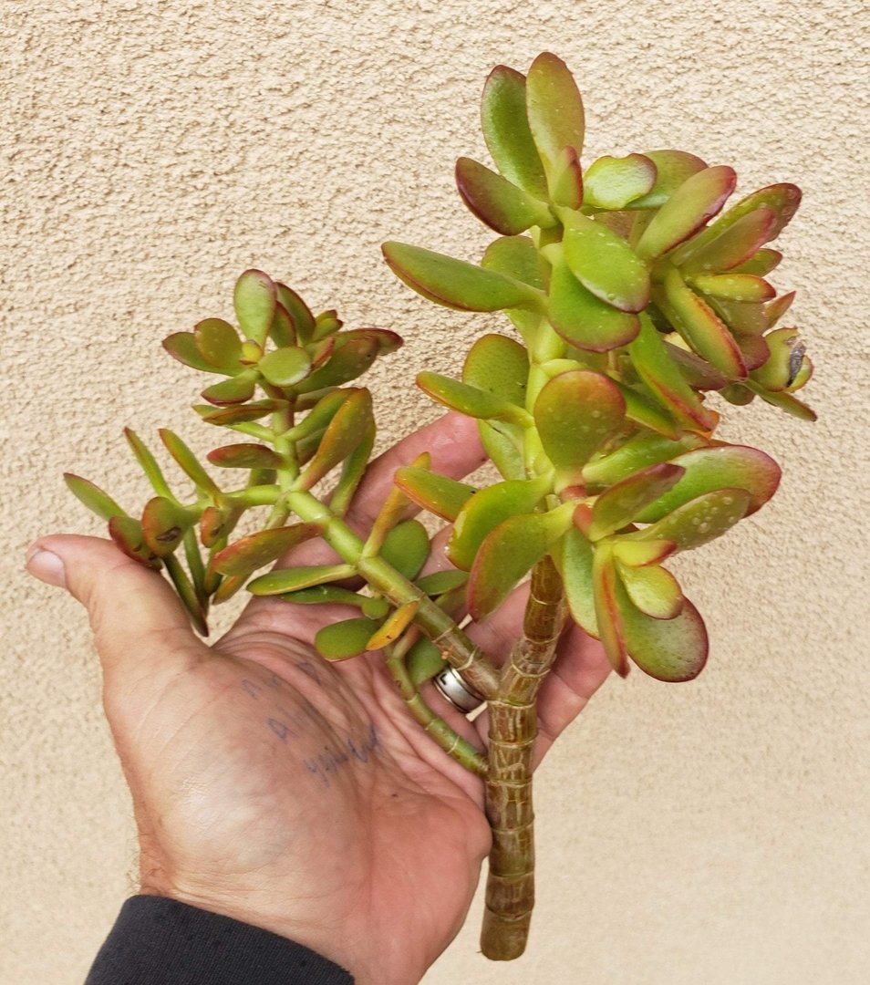 jade succulent cutting Crassula Jade type Cuttings and Potted by Blaise