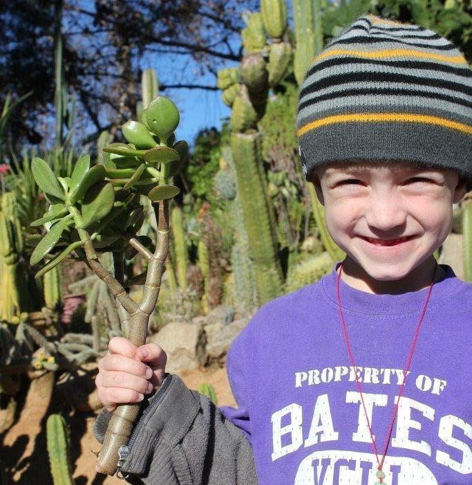 Jade Cutting bulk wholesale succulent prices at the succulent source