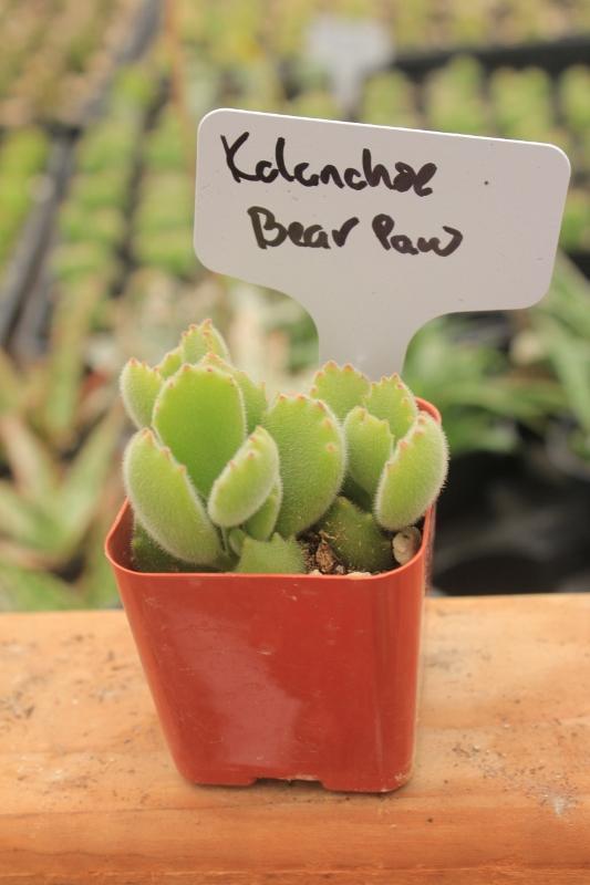 Crassulas & Kalanchoes by Beau-Succulent - Small-The Succulent Source