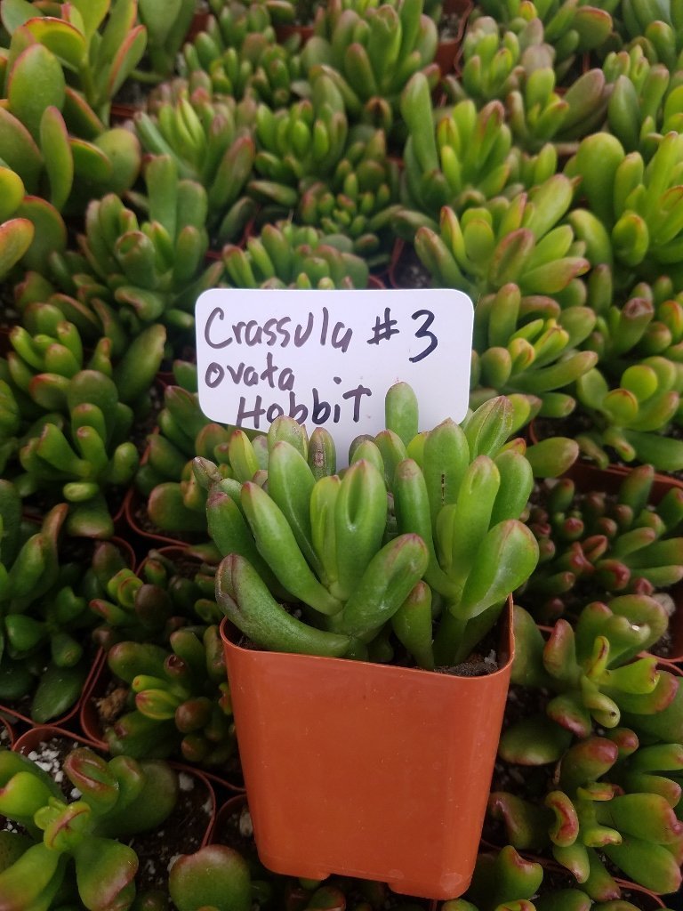 Crassulas & Kalanchoes by Beau-Succulent - Small-The Succulent Source