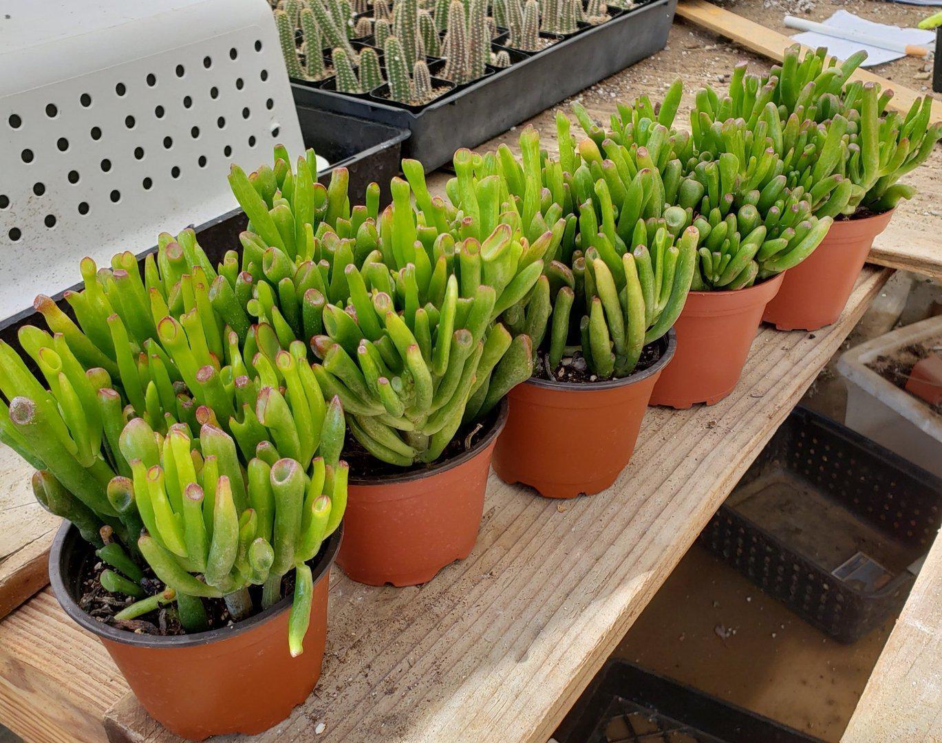 Crassulas & Kalanchoes by Beau-Succulent - Small-The Succulent Source