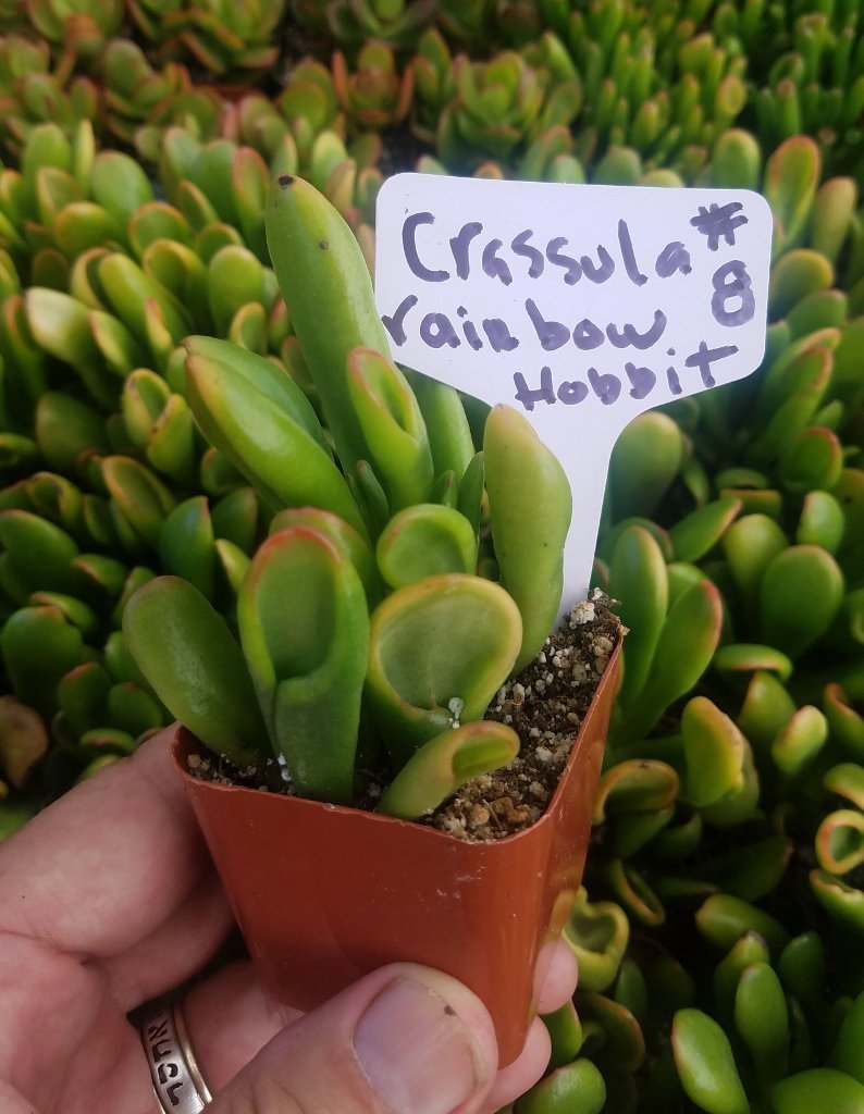 Crassulas & Kalanchoes by Beau-Succulent - Small-The Succulent Source