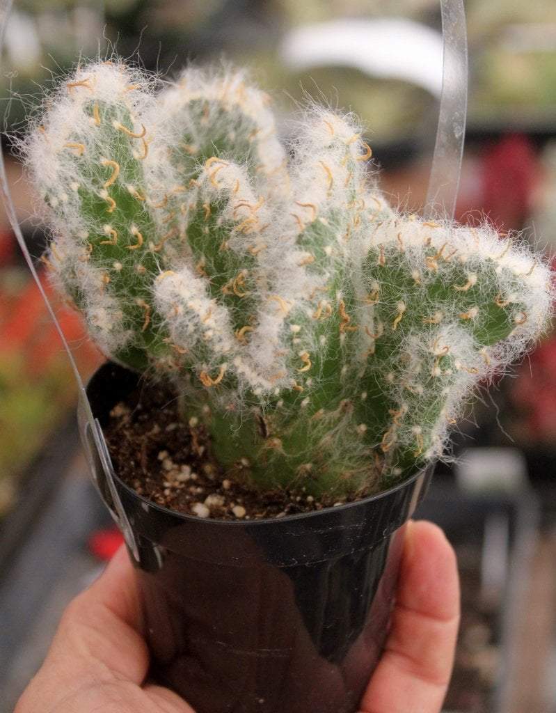 Crested & Monstrose Cactus by Blaise-Cactus - Small-The Succulent Source