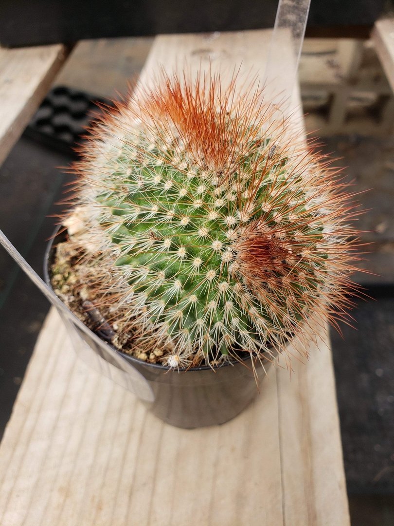 Crested & Monstrose Cactus by Blaise-Cactus - Small-The Succulent Source