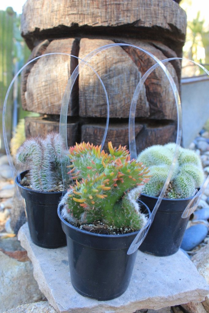 3.5" Crested Monstrose Cactus bulk wholesale succulent prices at the succulent source - 2